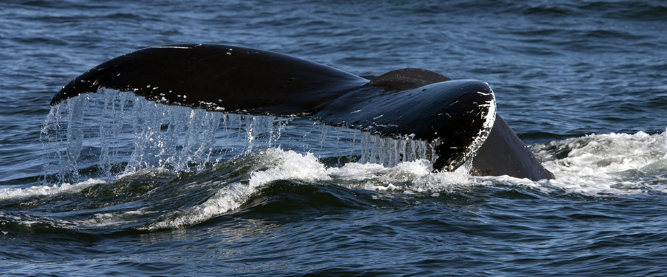Gray whale diving off Chesterman Beach near Tofino, BC - Tofino Accommodation