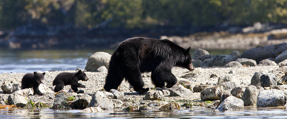 See bears in the wild - Tofino Accommodation